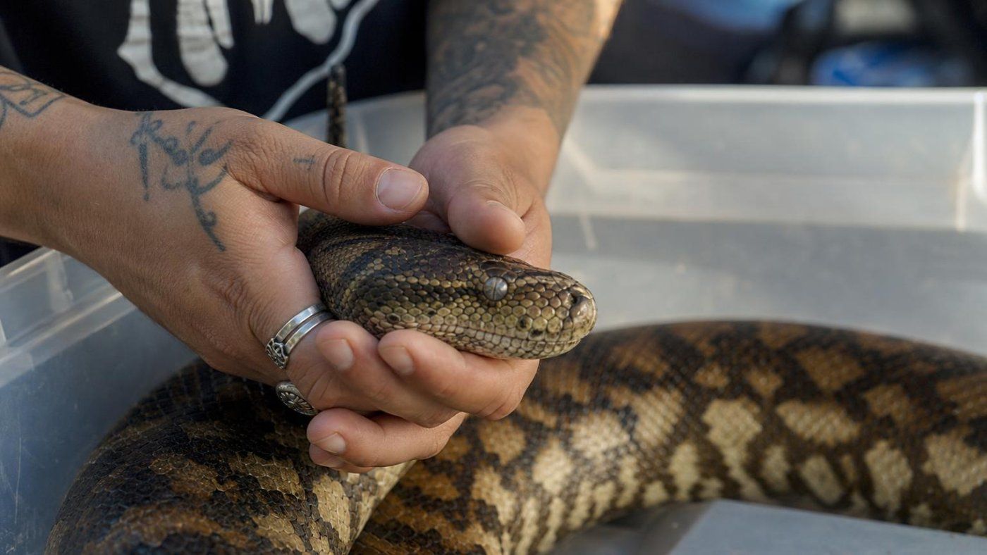 El fuego que arrasó 50.000 hectáreas obligó a evacuar también a reptiles que entran en pánico al viajar