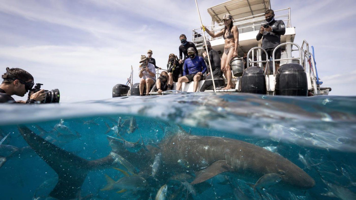 Más de 140 tours para nadar con tiburones mientras aumentan las mordeduras por grabarse de cerca